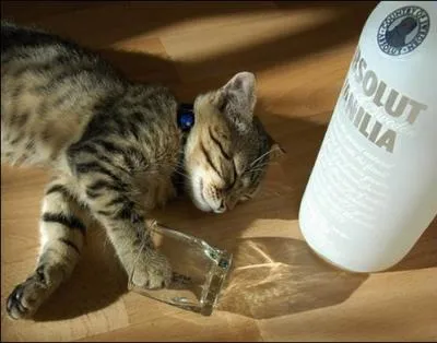 Ce chat prfre la vodka de marque Absolut, qui est une marque sudoise. Sur cette image  quoi est parfume la vodka ?