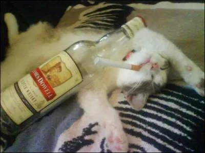 Et pour terminer, ce chat s'est achev au Whisky. Le whisky est une boisson qui nous vient en majeur partie...