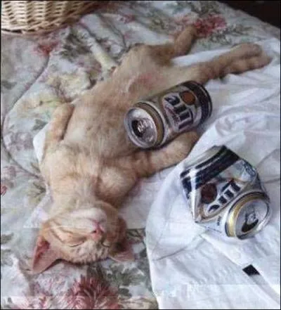 Ce chat s'est pris la mme cuite que le chat de la question 1, mais en version ...