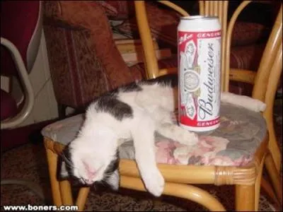 Oh ! le copieur. Ce chat a copi les deux premiers, mais il a fait plus fort. Il a bu dans le mme rcipient que la chat de la question 2, mais en version...