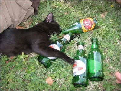 Le camping, c'est sympa.combien de bouteilles, ce chat a-t-il bu ?