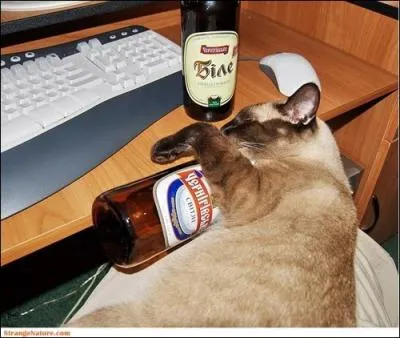 Ce chat-l, aprs sa cuite n'a pas pu s'empcher de s'endormir devant son...