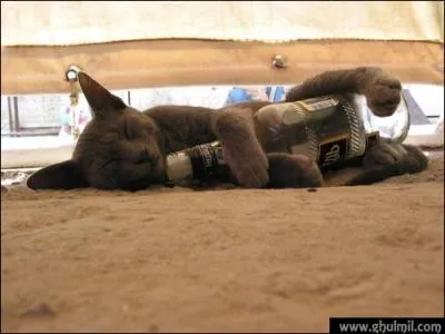 Lui, c'est ' charg'  la vodka. La vodka est un alcool  base de...