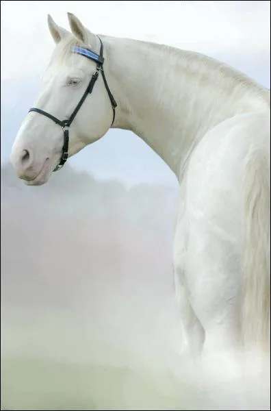 Quelle   est la race de ce cheval ?