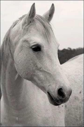 Quelle est la race de cheval ?