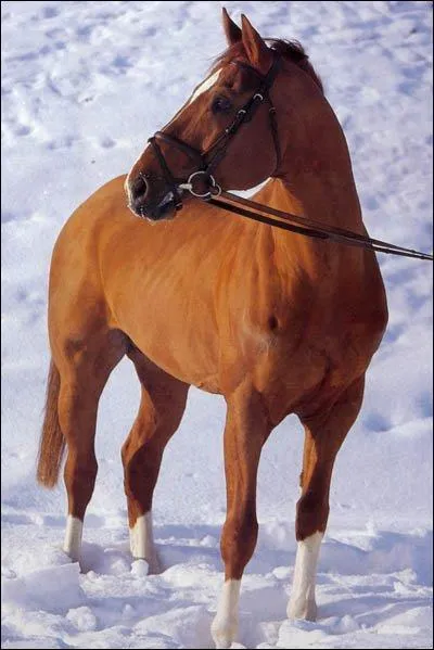 Quelle est la race de cheval ?