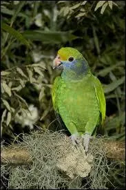 Quel est le nom de ce perroquet galement appel Amazone  joues bleues ?