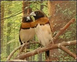 Quel est cet estrilid vivant dans les roselires en Australie appel communment Capucin ?