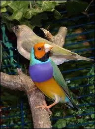 Le diamant de Gould , est de loin le plus color des estrildids . Dans quelle contre du monde vit-il en libert ?