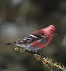 Que fait le mle Durbec des sapins lors de sa parade nuptiale ?