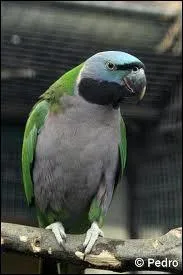 Contrairement a son nom, cette perruche ne fait pas de comptition :