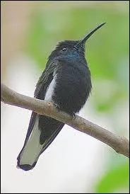 Quelle est cette espce de colibri vivant en Argentine, au brsil, au Paraguay et en Uruguay ?