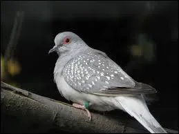 Laquelle de ces affirmations sur la colombe diamant est fausse ?