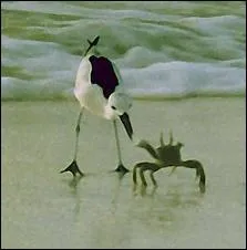 Quel est cet oiseau qui porte le nom d'un dpartement franais et que l'on trouve sur les ctes de l'Ocan Indien ?