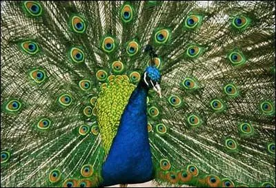 Quel est cet animal ?