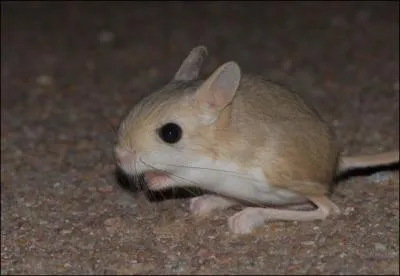 Animaux. Quel est ce petit rongeur ?