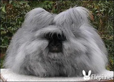 Quel est cet animal insolite ?