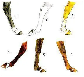 Donnez la bonne suite des noms de balzanes (1/2/3) :