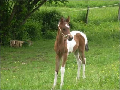 Quand un cheval est blanc avec des tches marron c'est :