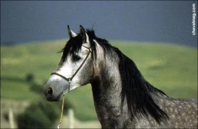 Ceci est un cheval :