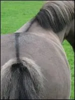 Cette marque spciale est :