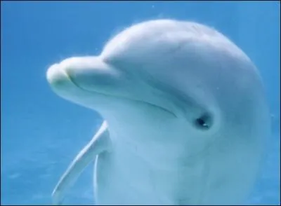 Qui est l'interprte de cette chanson ?