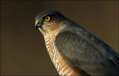 Qui est l'interprte de cette chanson ?