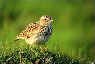 Qui est l'interprte de cette chanson ?