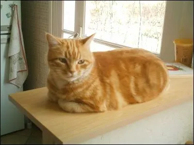 Qui est l'interprte de cette chanson ?