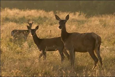 Qui est l'interprte de cette chanson ?
