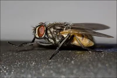 Qui est l'interprte de cette chanson ?