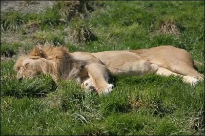 Qui est l'interprte de cette chanson ?