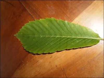 Quelle est cette feuille ?