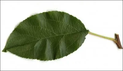 Quelle est cette feuille ?