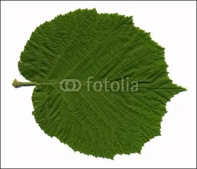Quelle est cette feuille ?