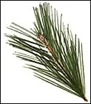 Quelle est cette feuille ?