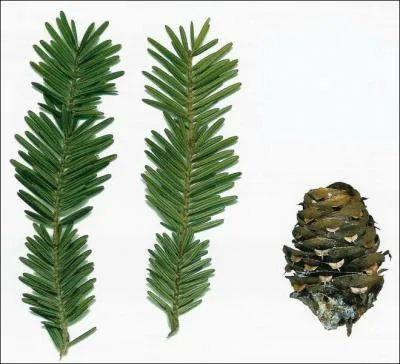 Quelle est cette feuille ?