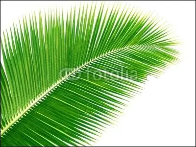 Quelle est cette feuille ?