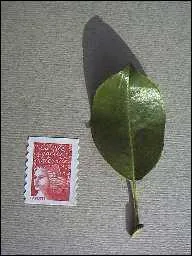 Quelle est cette feuille ?