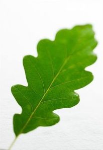 Quiz Arbres