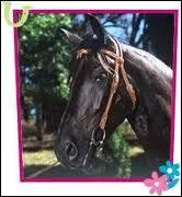 Comment s'appelle ce cheval ?