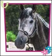 Comment s'appelle ce cheval ?