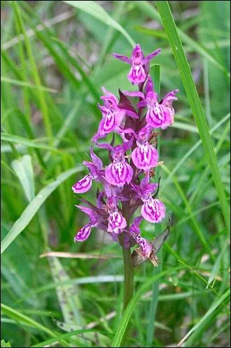 Bonjour tout le monde, je suis un genre de plantes de la famille des orchidaceae. Je suis une orchide terrestre des rgions tempres  tubercules digits. Quel est mon petit nom ?