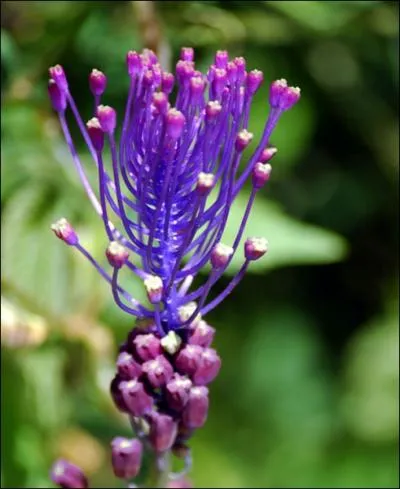 Moi, je suis une plante bulbeuse de la famille des asparagaces. Grce  mon petit bulbe de la taille d'une noix, je suis une vivace qui peut atteindre 60 cm de haut. Quel est mon petit nom ?