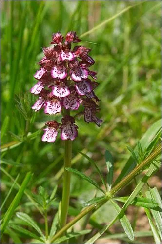 Bonjour  tous, je suis une plante vivace de la famille des orchidaces, commune en Europe. On me nomme 'Pentecte' en France. J'ai plein de toutes petites fleurs en haut de ma tige. Qui suis-je ?