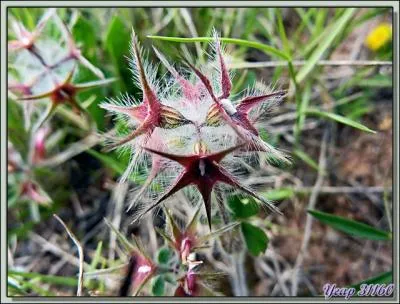 Salut, je suis une toute petite plante mditerranenne trs basse. Il est trs rare de me voir en dehors de la rgion mditerranenne. Mon fruit est une petite gousse monosperme. Quel est mon nom ?
