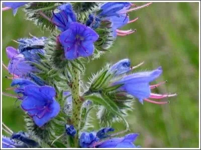 Je suis de la famille des boraginaces. Je suis une plante bisannuelle, rige et poilue. Mes fleurs sont petites et bleues. Qui suis-je ?