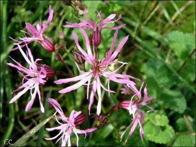 Coucou ! Je suis une belle petite plante originaire d'Europe et d'Asie tempre. Mes feuilles et mes fleurs sont fines. Je dois mon nom  ma floraison, qui a lieu de mai  aot. Qui suis-je ?