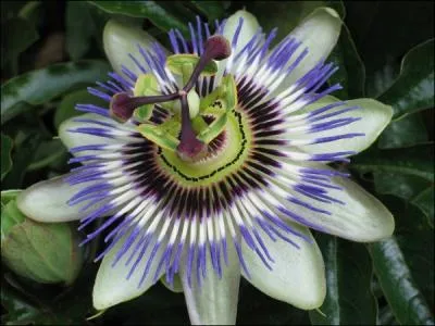 Bonjour, je suis une plante grimpante avec fleurs magnifiques. Avec plus de 530 espces, je fais partie de la petite famille des passifloraceae. Presque tous les sols me conviennent. Qui suis-je ?