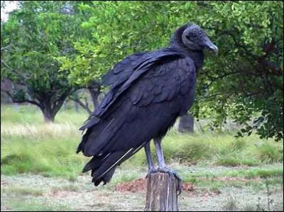 Cochez l'affirmation intruse (vraie parmi les fausses ou fausse parmi les vraies)